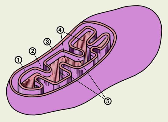 Рис. 4. Схема строения митохондрии: 1 — внутренняя мембрана; 2 — межмембранное пространство; 3 — наружная мембрана; 4 — матрикс; 5 — кристы