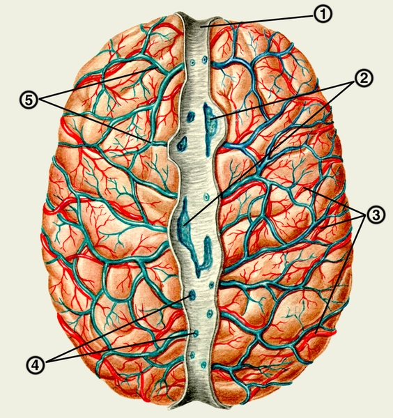 Рис. 6. Сосуды большого мозга (вид сверху): 1 — верхний сагиттальный синус; 2 — <a href=