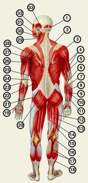 Рис. 3. Мышцы человека (вид сзади): 1 — затылочное брюшко затылочно-лобной мышцы; 2 — трапециевидная мышца; 3 — дельтовидная мышца; 4 — трехглавая мышца плеча; 5 — двуглавая мышца плеча; в — круглый <a href=
