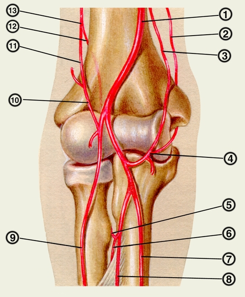Рис. 4. Топография локтевого сустава. Артерии области локтевого сустава (передняя поверхность): 1 — плечевая <a href=