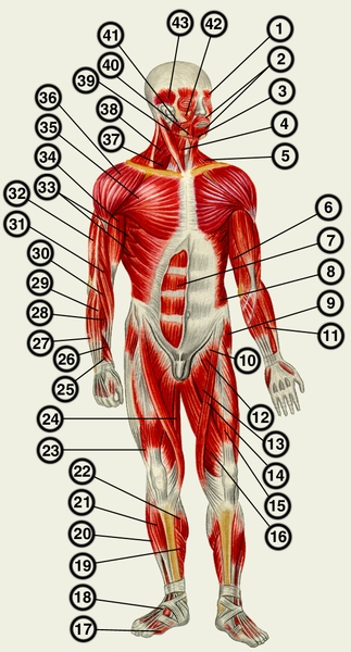 Рис. 2. Мышцы человека» (вид спереди): 1 — лобное брюшко затылочно-лобной мышцы; 2 — круговая мышца рта; 3 — мышца, опускающая нижнюю губу; 4 — грудино-подъязычная мышца; 5 — трапециевидная мышца; 6 — трехглавая мышца плеча; 7 — прямая мышца живота; 8 — наружная косая мышца живота; 9 — мышца, натягивающая широкую фасцию бедра; 10 — подвздошно-поясничная мышца; 11 — лучевой сгибатель запястья; 12 — гребенчатая мышца; 13 — длинная приводящая мышца; 14 — портняжная мышца; 15 — прямая мышца бедра; 16 — внутренняя широкая мышца; 17 — мышца, отводящая большой <a href=