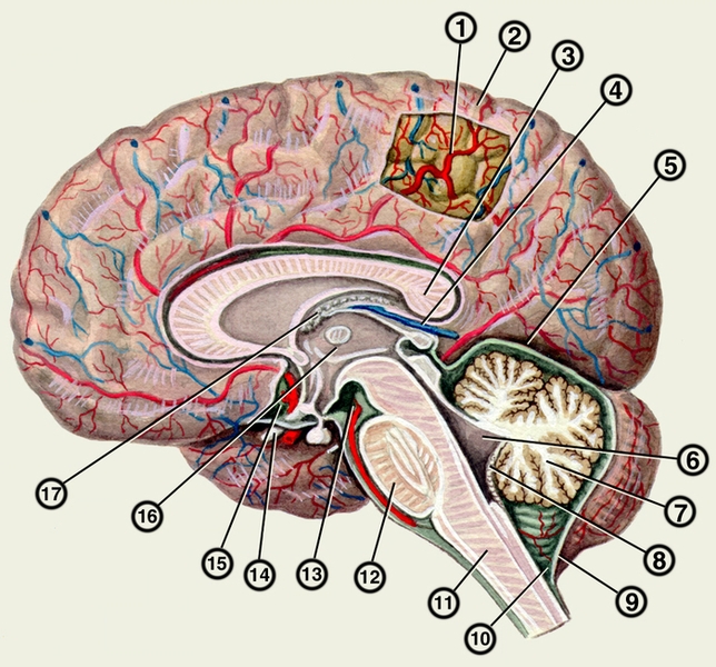 Рис. 3. Паутинная и мягкая оболочки головного мозга, подпаутинные цистерны (срединный <a href=