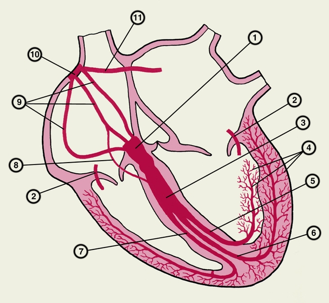 Рис. 3. Схематическое изображение центров автоматизма и проводящей системы сердца: 1 — предсердно-желудочковый <a href=