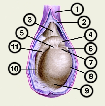 Рис. 2. Латеральная поверхность яичка (часть оболочек удалена): 1 — внутренняя семенная фасция; 2 — париетальная пластинка влагалищной оболочки яичка; 3 — <a href=