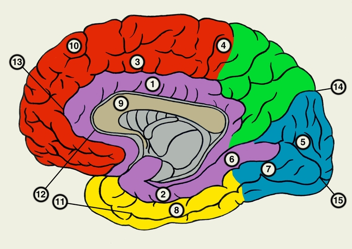 Рис. 3. Медиальная поверхность правого полушария большого мозга (красная — лобная доля; зеленая — теменная доля; синяя — затылочная доля; желтая — височная доля; сиреневый — обонятельный мозг): 1 — поясная извилина; 2 — парагиппокампальная извилина; 3 — медиальная лобная извилина; 4 — парацентральная долька; 5 — клин; 6 — язычная извилина; 7 — медиальная затылочно-височная извилина; 8 — латеральная затылочно-височная извилина; 9 — мозолистое <a href=