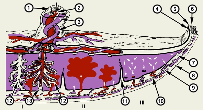 Рис. 2. Схематическое изображение циркуляции плодовой и материнской крови в плаценте (на разрезе): I — циркуляция плодовой крови в ворсинах плаценты, II — циркуляция материнской крови в межворсинчатом пространстве, III — направление <a href=