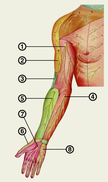 Рис. 2а). Кожные нервы плечевого сплетения (полусхематично). Ладонная поверхность: 1 — медиальный кожный нерв плеча; 2 — боковой кожный нерв плеча; 3 — задний кожный нерв плеча; 4 — средний кожный нерв предплечья; 5 — боковой кожный нерв предплечья; 6 — поверхностная ветвь лучевого нерва; 7 — общие ладонные пальцевые нервы (срединный нерв); 8 — поверхностная ветвь локтевого нерва