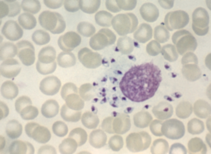 Рис. 2. Leishmania tropica minor, безжгутиковая форма, в цитоплазме макрофага; <a href=