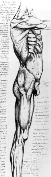 Рис. 1. Анатомический рисунок Леонардо да Винчи — мышцы туловища и ноги