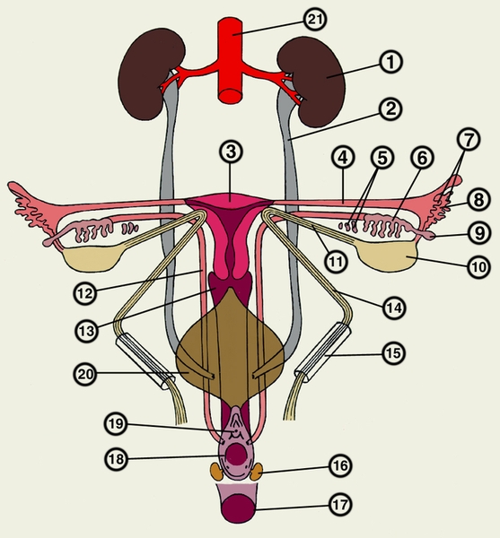 Рис. 1. Схема развития внутренних женских половых органов: 1 — почка; 2 — <a href=