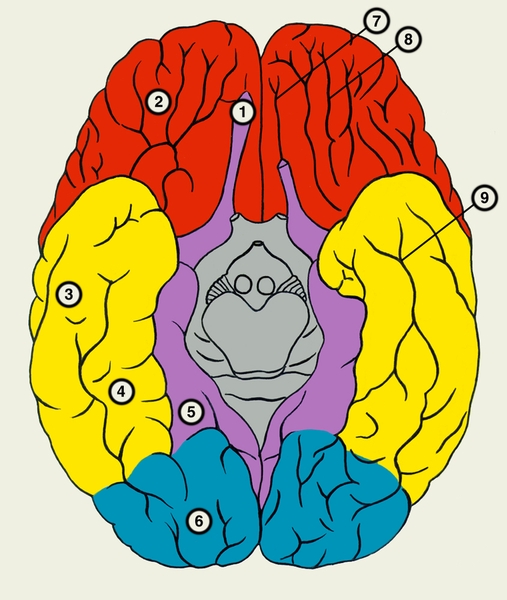 Рис. 4. Нижняя поверхность полушарий большого мозга (красная — лобная доля; синяя — затылочная доля; желтая — височная доля; сиреневый — обонятельный мозг): 1 — обонятельная луковица и обонятельный тракт; 2 — глазничные извилины; 3 — нижняя височная извилина; 4 — боковая затылочно-височная извилина; 5 — парагиппокампальная извилина; 6 — затылочные извилины; 7 — обонятельная борозда; 8 — глазничные борозды; 9 — нижняя височная борозда
