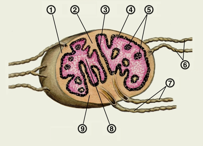 Рис. 1. Схематическое изображение строения лимфатического узла человека (на разрезе): 1 — <a href=