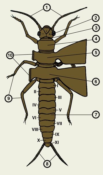 Рис. 1. Схема строения насекомого: 1 — антенны; 2 — <a href=