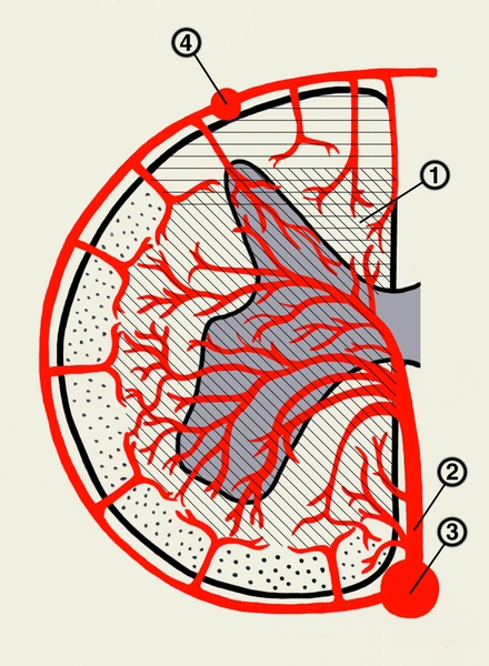 Рис. 2. Схематическое изображение кровоснабжения сегмента спинного мозга (поперечный <a href=