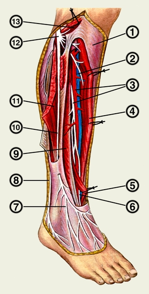 Рис. 4. Сосуды и нервы голени: 1 — фасция голени; 2 — передняя большеберцовая вена; 3 — большеберцовая артерия и глубокий малоберцовый нерв; 4 — передняя большеберцовая мышца; 5 — длинный разгибатель большого пальца стопы; 6 — сосудисто-нервный <a href=