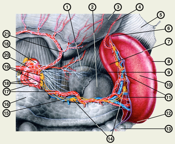 Топография селезенки, ее сосуды и нервы (вид спереди; селезенка отвернута влево, тонкая <a href=