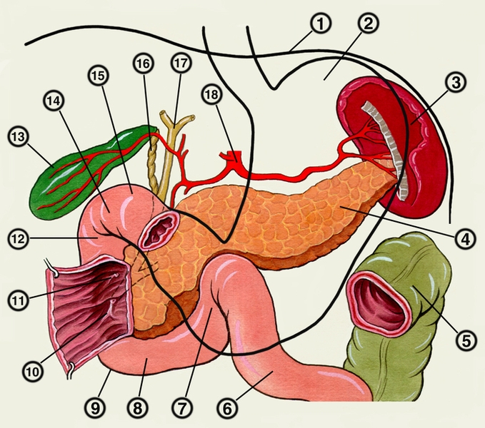 Схематическое изображение двенадцатиперстной кишки и соседних органов: 1 — <a href=