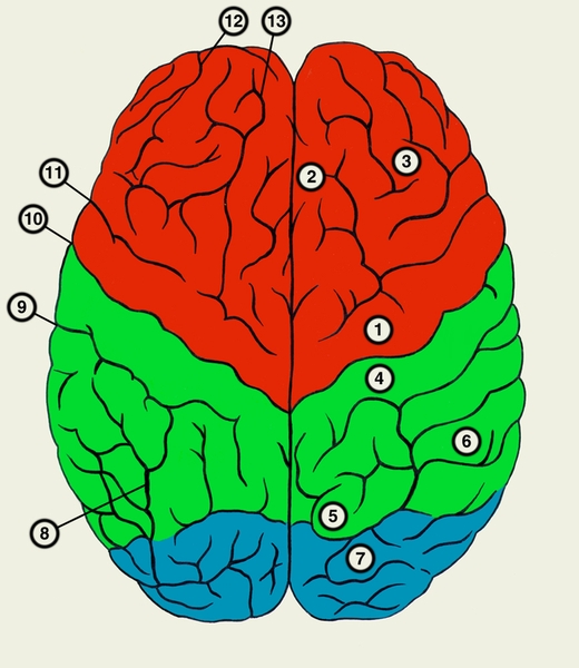 Рис. 1. Верхняя поверхность полушарий большого мозга (красная — лобная доля; зеленая — теменная доля; синяя — затылочная доля): 1 — предцентральная извилина; 2 — верхняя лобная извилина; 3 — средняя лобная извилина; 4 — постцентральная извилина; 5 — верхняя теменная долька; 6 — нижняя теменная долька; 7 — затылочные извилины; 8 — внутритеменная борозда; 9 — постцентральная борозда; 10 — центральная борозда; 11 — предцентральная борозда; 12 — нижняя лобная борозда; 13 — верхняя лобная борозда