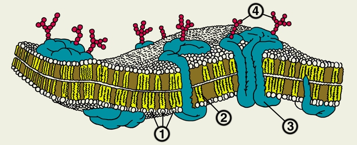 Рис. 2. Схема строения плазматической мембраны: 1 — <a href=