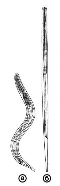 Рис. 2. Схематическое изображение личинок Strongyloides stercoralis: а — рабдитовидная личинка; ×310; б — филяриевидная личинка; ×120