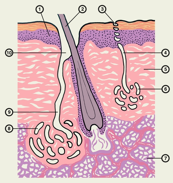 Схематическое изображение поперечного среза кожи с волосом, эккринными и апокринными потовыми железами: 1 — <a href=