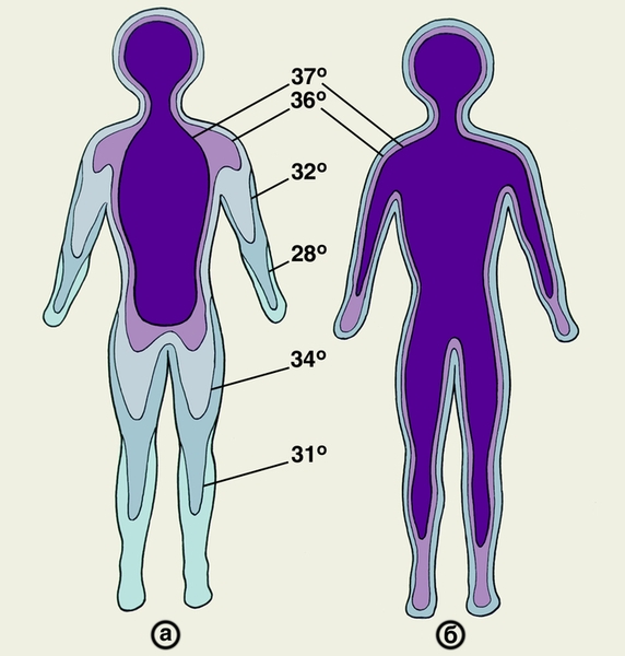 Распределение температурных зон внутри и на поверхности тела человека в норме: а — <a href=