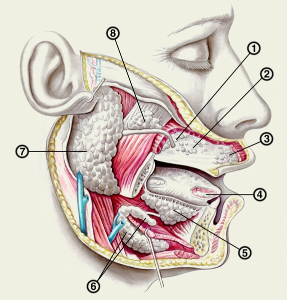 Рис. 1. Схематическое изображение расположения основных слюнных желез человека: 1 — молярные железы; 2 — щечные железы; 3 — губные железы; 4 — передняя язычная железа; 5 — подъязычная железа; 6 — поднижнечелюстная железа; 7 — околоушная железа; 8 — добавочная околоушная железа