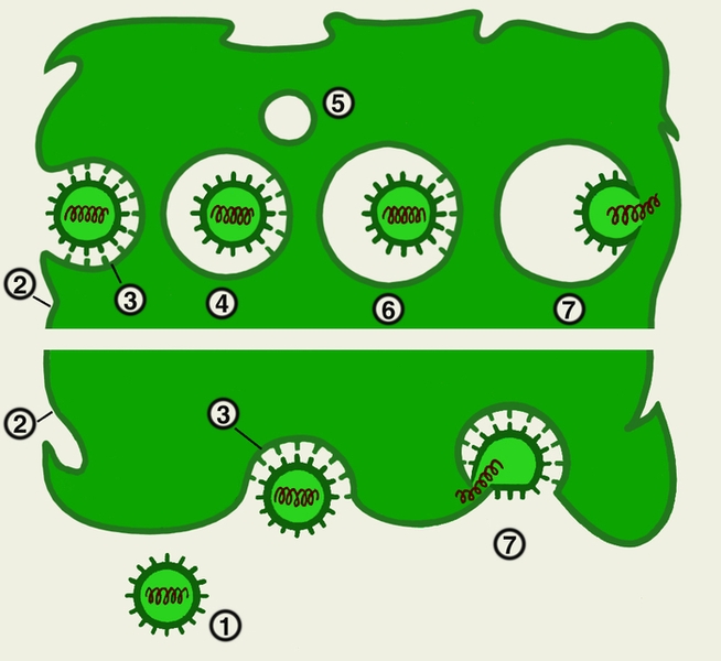 Рис. 3. Схема проникновения вирусов в клетку путем рецепторного эндоцитоза (вверху) и через плазматическую мембрану клетки (внизу): 1 — вирусная частица; 2 — плазматическая мембрана клетки; 3 — ямка на поверхности клетки, содержащая рецепторы; 4 — образующаяся клеточная вакуоль; 5 — сливающаяся клеточная вакуоль; 6 — клеточная вакуоль, образующаяся после слияния (рецептосома); 7 — выход генетического материала вируса в цитоплазму