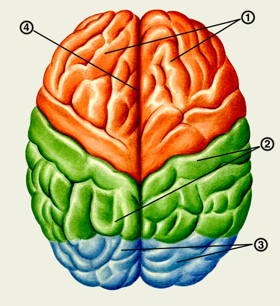 Рис. 4. Головной мозг (вид сверху): 1 — лобные доли; 2 — теменные доли; 3 — затылочные доли; 4 — продольная щель большого мозга