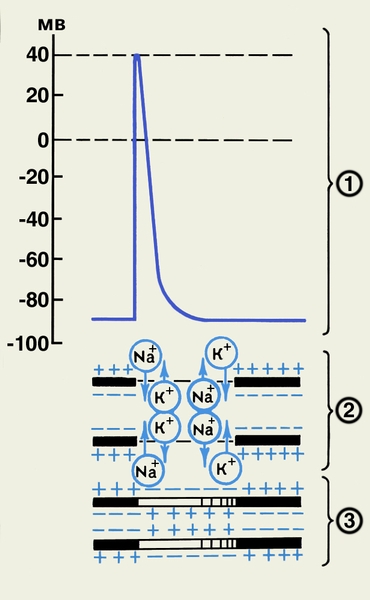 Рис. 1. Схема образования потенциала действия: 1 — развитие потенциала действия; 2 — перемещение ионов натрия и калия через мембрану в разные фазы потенциала действия; 3 — изменение заряда наружной и внутренней сторон мембраны во время прохождения потенциала действия (величина мембранного потенциала составляет 90 мВ)