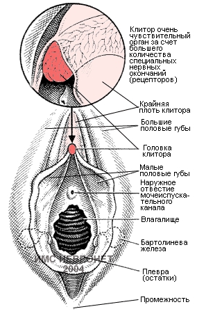         Головка клитора сверху и с боков покрыта кожистой складкой — крайней плотью (praeputium clitoridis), образованной латеральными ножками малых половых губ. Снизу под клитором расположена его уздечка (frenulum clitoridis), образованная медиальными ножками. Снаружи клитор покрыт нежной кожицей, являющейся продолжением покрова малых половых губ и богатой сальными железами, секрет которых (smegma) обычно скапливается вокруг клитора и в бороздке между большими и малыми половыми губами.