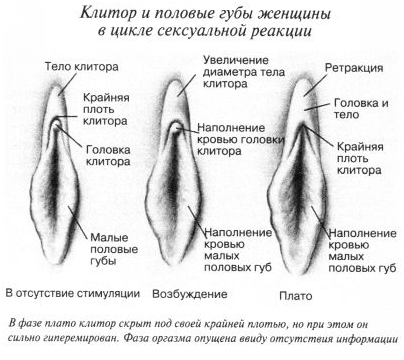 Фото где находится женский клитор