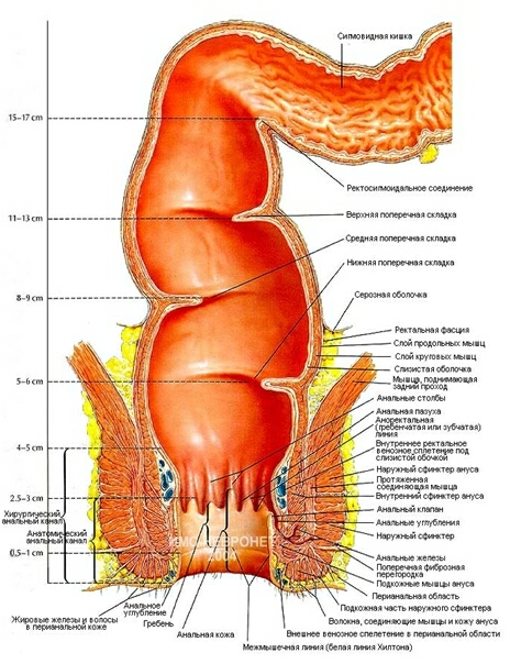 Рис. Строение прямой кишки и ануса