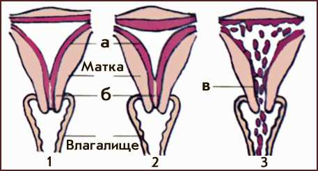 Нейрогуморальная регуляция менструального цикла происходит с участием коры головного мозга, гипоталамуса, гипофиза, яичников, а также матки, влагалища, молочных желез.