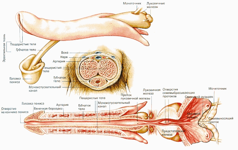Как Выглядит Половой Член Фото