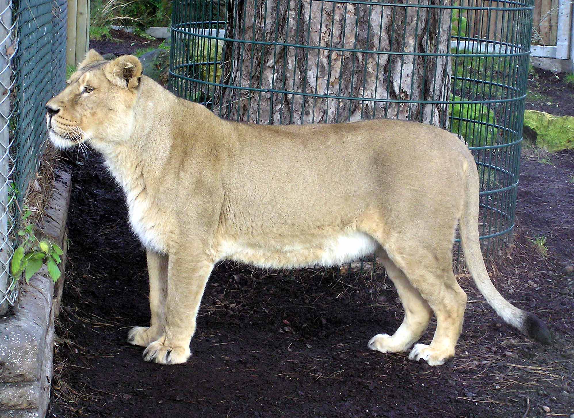 http://dic.academic.ru/pictures/enwiki/65/Asiatic.lioness.arp.jpg