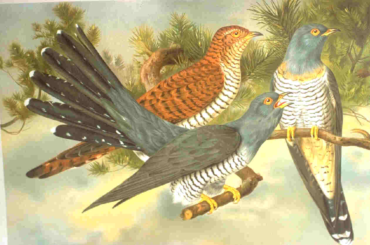 http://dic.academic.ru/pictures/enwiki/67/Cuculus_canorus.jpg