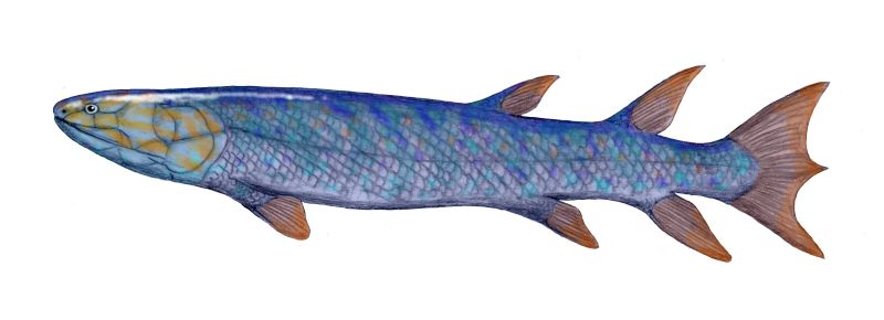 Question on making fins Question on making fins