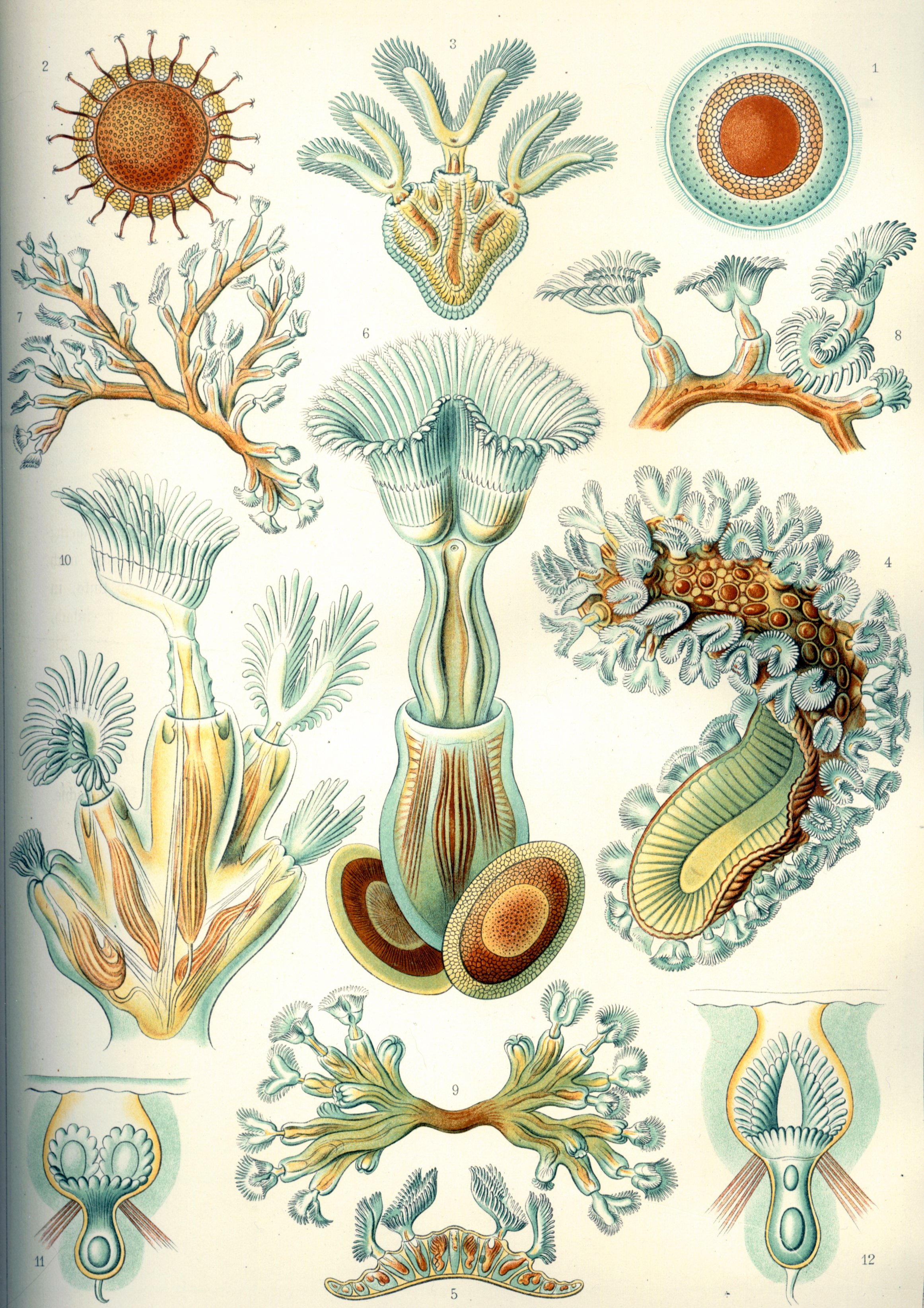 Bryozoaires