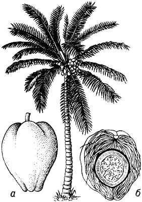 Кокосовая пальма.