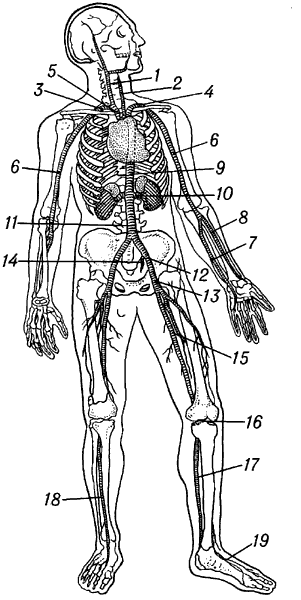 Схема артериальной системы человека.

