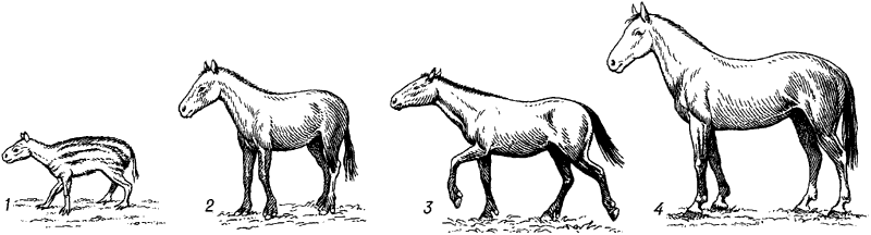 Последовательный ряд ископаемых лошадиных.