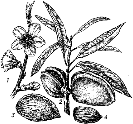 Миндаль обыкновенный.