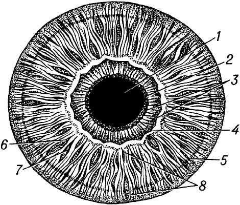 Радужная оболочка глаза человека.