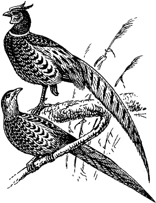 Обыкновенный фазан.