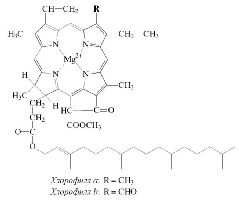 Структурная формула хлорофиллов a и b