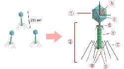 Строение бактериофага Т4. 1 — головка, 2 — хвост, 3 — нуклеиновая кислота, 4 — капсид, 5 — 