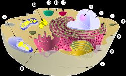 Схематическое изображение животной клетки, цифрами отмечены некоторые субклеточные компоненты: (1) я
