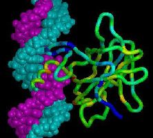 Рис. 1. Макромолекула белка p53, связанная с молекулой ДНК.