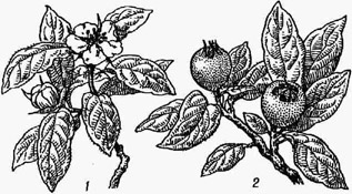 Мушмула германская: 1 - побег с цветками; 2 - побег с плодами